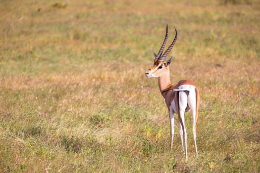 Some native antelopes in the grassland of the Kenyan savannah