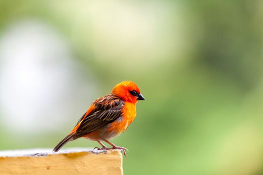 A small red local bird on the Seychelles