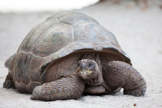 A big turtle on the beach on the Seychelles