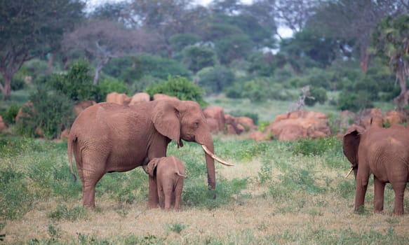 The large family of red elephants on their way through the Kenyan savanna