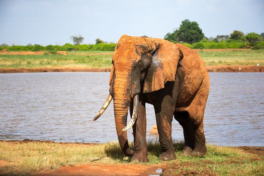 One big red elephant after bathing near a water hole