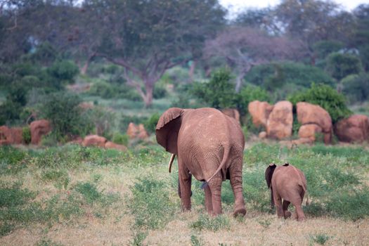 The large family of red elephants on their way through the Kenyan savanna