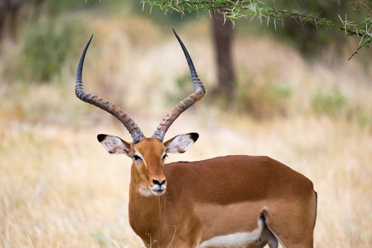 Some native antelopes in the grassland of the Kenyan savannah