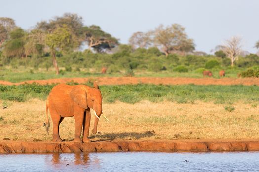 The family of red elephants at a water hole in the middle of the savannah