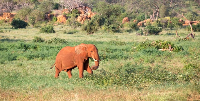 One big red elephant walks through the savannah between many plants