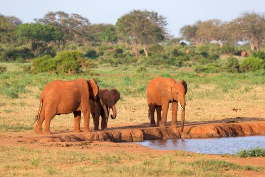 The family of red elephants at a water hole in the middle of the savannah