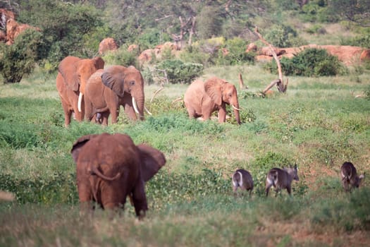 The large family of red elephants on their way through the Kenyan savanna