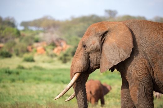 A face of a red elephant taken up close