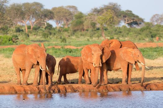 The family of red elephants at a water hole in the middle of the savannah