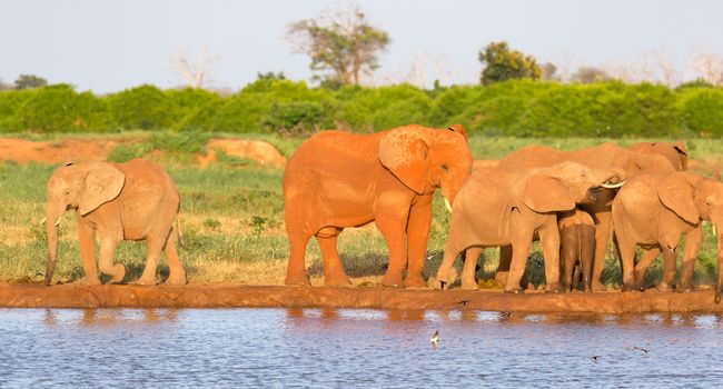 The family of red elephants at a water hole in the middle of the savannah