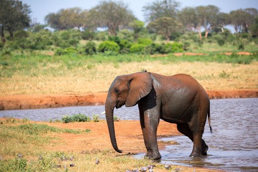 The family of red elephants at a water hole in the middle of the savannah