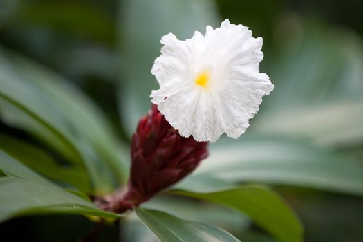 Local exotic flowers very colorfull and beautiful