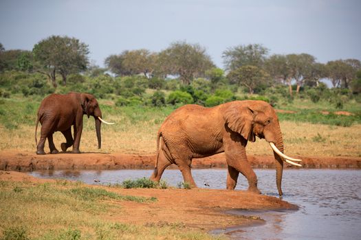 The family of red elephants at a water hole in the middle of the savannah