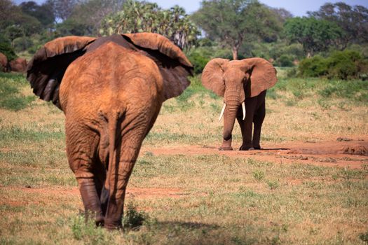 Red elephants walk in the savannah between the plants