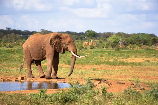 One big red elephant is walking on the bank of a water hole