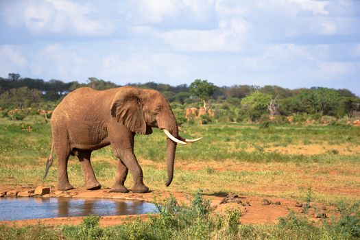 One big red elephant is walking on the bank of a water hole