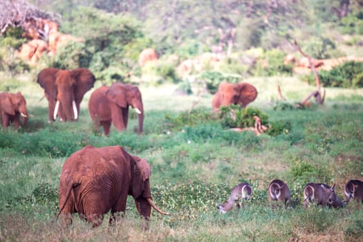 The large family of red elephants on their way through the Kenyan savanna