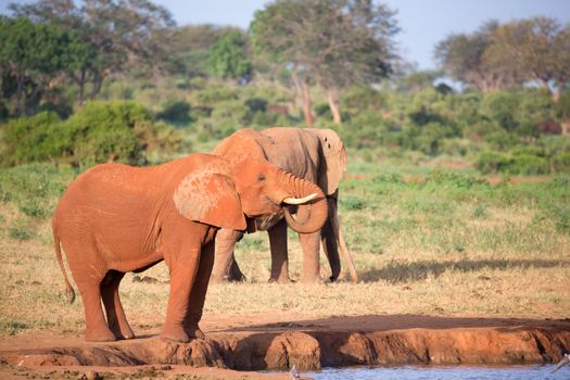 A big red elephants in Tsavo East National Park