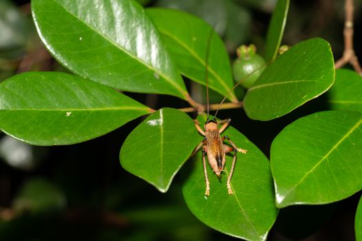 The Native species of insects in the rainforest