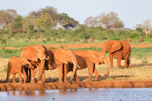 The family of red elephants at a water hole in the middle of the savannah