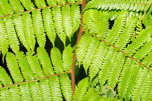 The Fern leaves as a background, green leaves