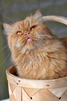 Adorable red domectic Persian cat sitting in a wicker basket, pet love concept