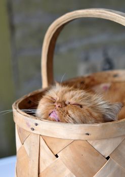 Adorable red domectic Persian cat sitting in a wicker basket, pet love concept