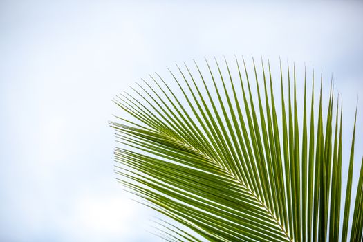 A palm leave in front of a blue sky