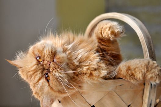 Adorable red domectic Persian cat sitting in a wicker basket, pet love concept