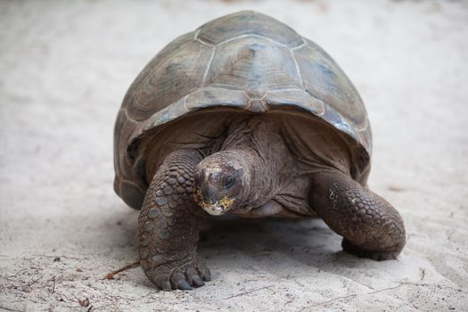 A big turtle on the beach on the Seychelles