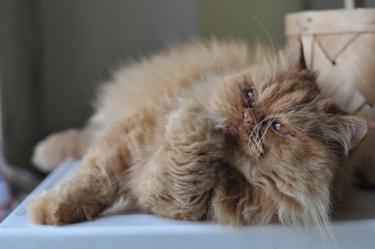 Adorable red domectic Persian cat sitting near a wicker basket, pet love concept