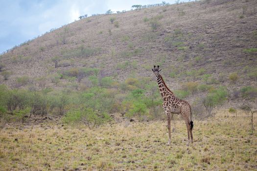 Giraffe is standing in the savannah of Kenya