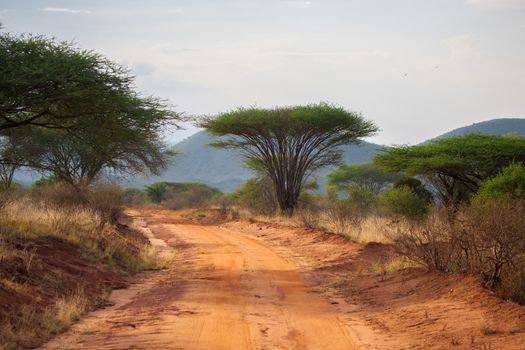 Road in the savannah of Kenya with big trees and mountains, baobab