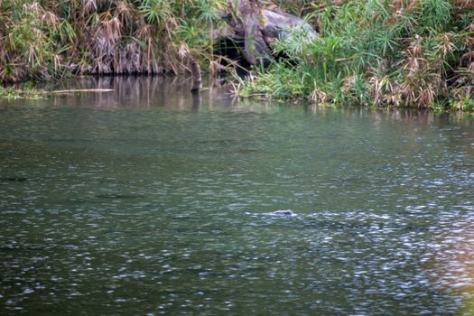 Mzima Springs animals in the water