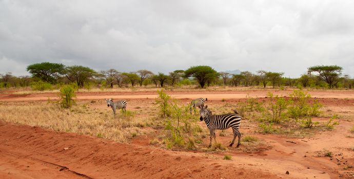 Zebra standing by the road in the savannah of Kenya