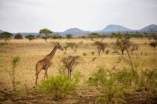 Safari in Kenya, a giraffe is watching in the savannah, with mountains