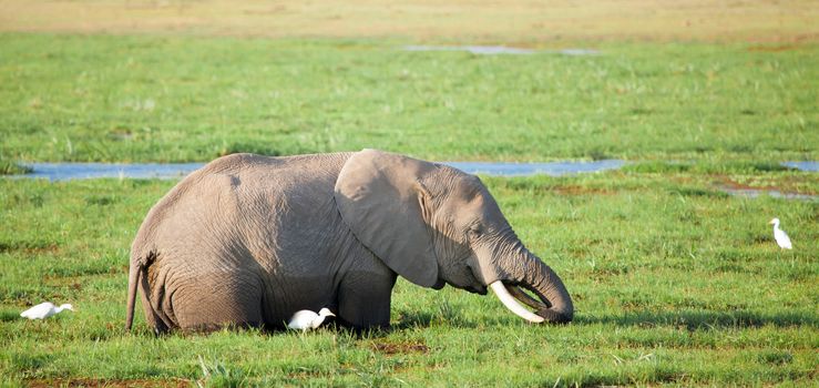 One elephant is standing in the swamp and eating grass, with white birds, on safari in Kenya