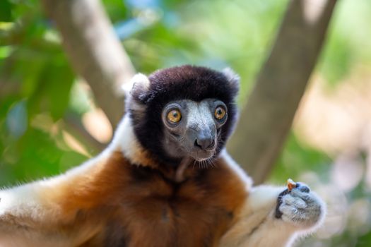 One Sifaka lemur that has made itself comfortable in the treetop