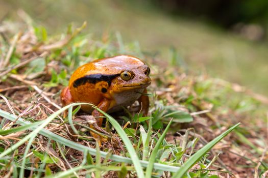 One large orange frog is sitting in the grass