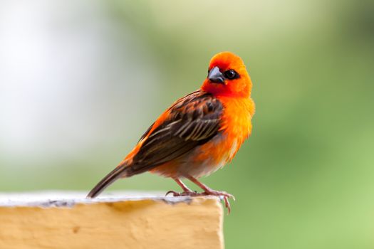 A small red local bird on the Seychelles