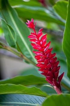 Red exotic flower with a lot of green leaves