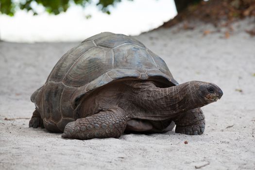 A big turtle on the beach on the Seychelles