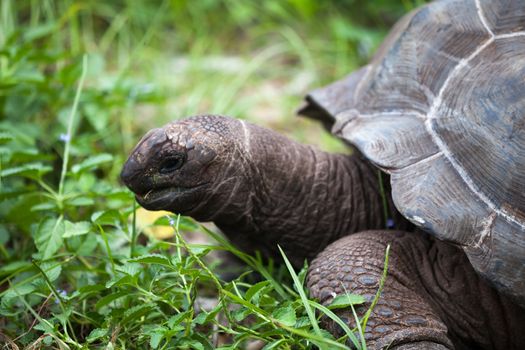 A big turtle between the gras