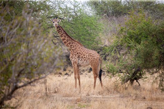 Giraffe standing in the trees and watching