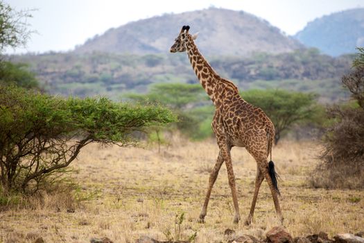 Giraffe is walking between the bushes in the savannah of Kenya
