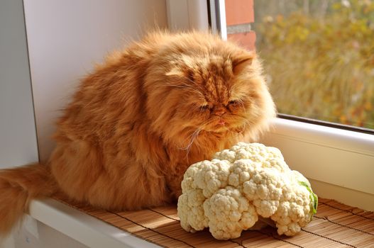 Red Persian cat sitting on the windowsill near the cauliflower and looks out the window.