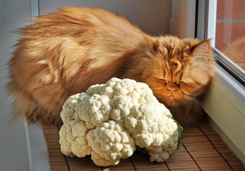 Red Persian cat sitting on the windowsill near the cauliflower and looks out the window.