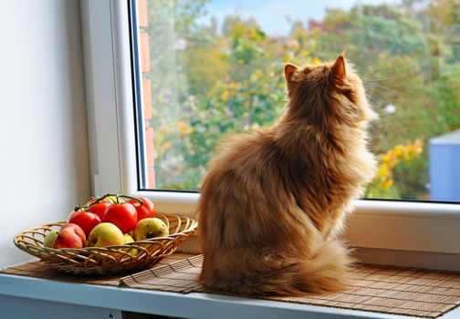 Red cat sitting on windowsill near apples and tomatoes and looking out the window at the autumn landscape. Big red Persian cat.