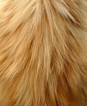 Long hair ginger red cat fur background or texture.