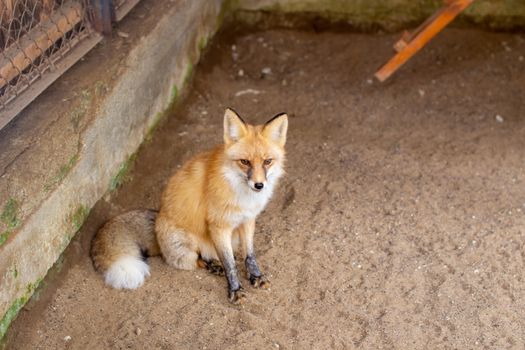 Wild red Fox sitting in a cage at the zoo. High quality photo